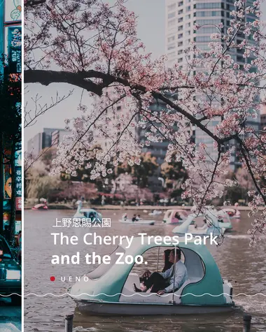 The cherry trees park and the zoo