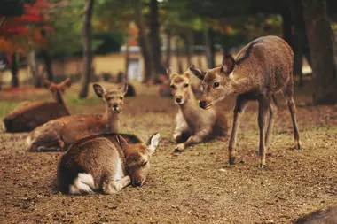 Deer in Nara, Japan