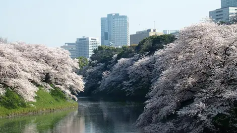 The moats of the Tokyo Imperial Palace