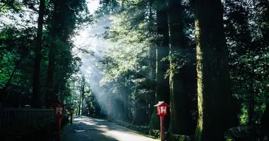 Komorebi: luz que se filtra a través de los árboles en el monte Fuji de Hakone, en la antigua carretera de Tokaido